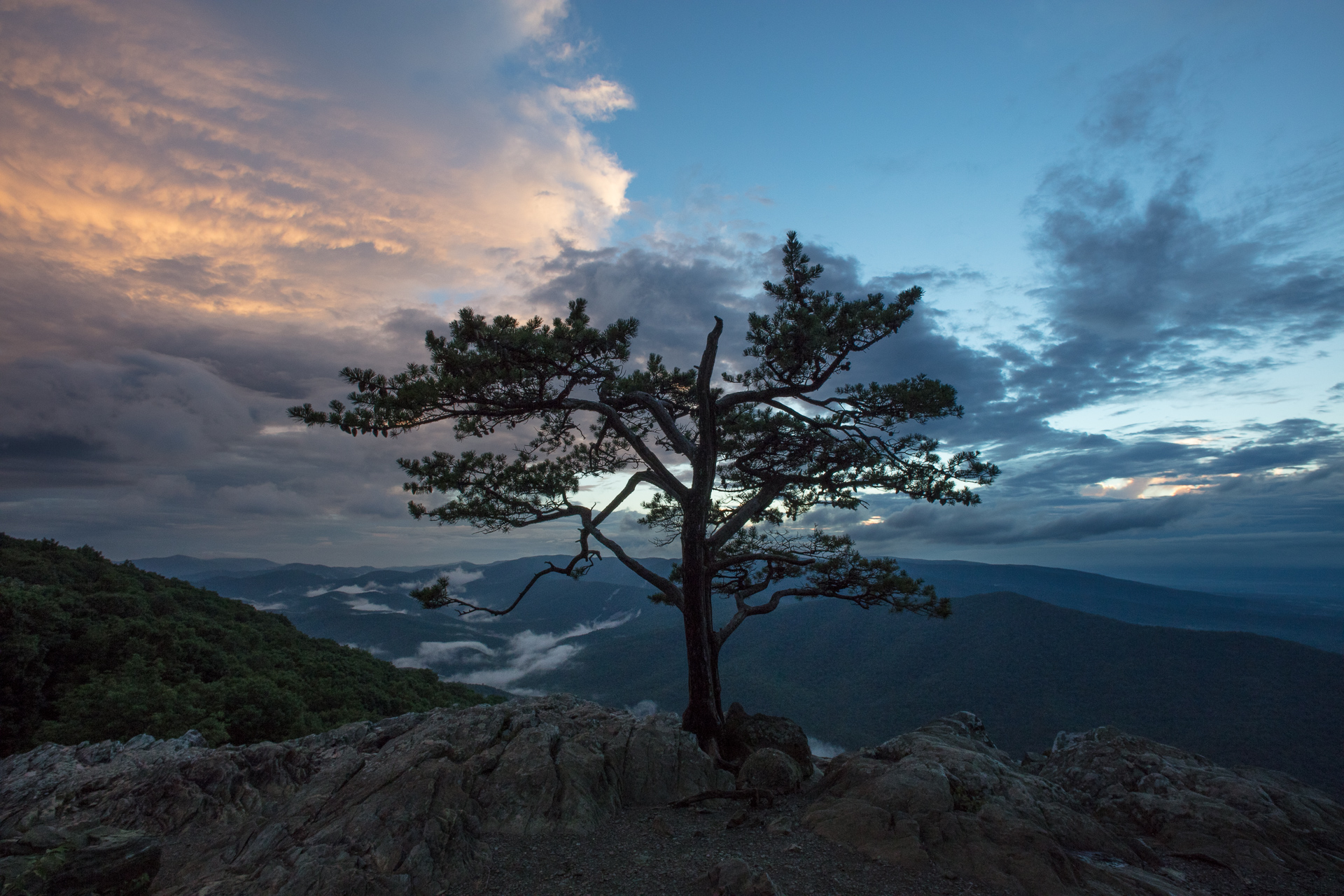 Raven's Roost, lone pine tree